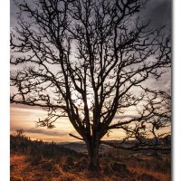 Winter Silhouette