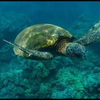 Maui-Snorkle-4.16.18-(257)