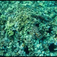 Molokini-Snorkle-4.17.18-(48)