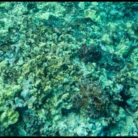 Molokini-Snorkle-4.17.18-(51)