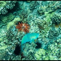 Molokini-Snorkle-4.17.18-(315)