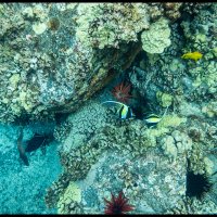 Molokini-Snorkle-4.17.18-(383)