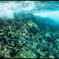 Molokini-Snorkle-4.17.18-(633)