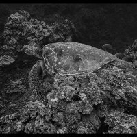 Maui-Snorkle-4.20a-(406)