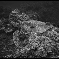 Maui-Snorkle-4.20a-(407)