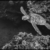 Maui-Snorkle-4.20a-(494)