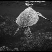 Maui-Snorkle-4.20a-(473)