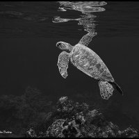 Maui-Snorkle-4.20a-(630)