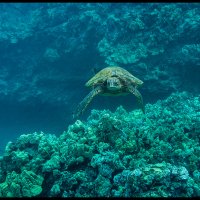 Maui-Snorkle-4.20a-(336)