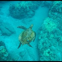 Maui-Snorkle-4.20a-(128)