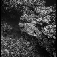 Maui-Snorkle-4.20b-(245)