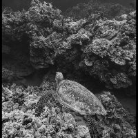 Maui-Snorkle-4.20b-(300)