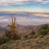 Bristlecones Watch Death Valley