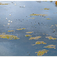 DJI_M3P_RRSPWaterfowl111023.jpg
