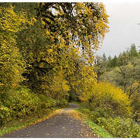 IP15P_NorthForkMaple1110623-2.jpg