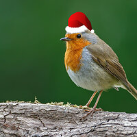 Santa Robin.jpg