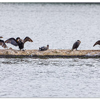 WW-FlorenceCormorants101321.jpg
