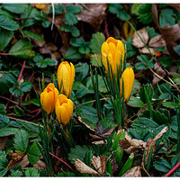 C5D4_1stBloom013024.jpg