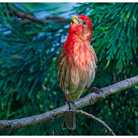 c5D4_WW-Finch073021.jpg