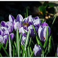 C5D4_CrocusBee022224.jpg