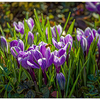 C5D4_CrocusBee2022224.jpg