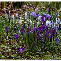 C5D4_CrocusNoShow030224.jpg