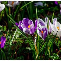 C5D4_BacklitCrocus030624.jpg