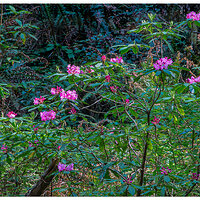 C6D_DamnationCrRhodies051114.jpg