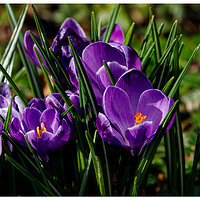 C5D4_PCrocus030624.jpg