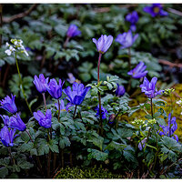 C5D4_Anenome031624.jpg
