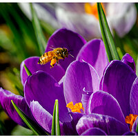 C5D4_LBee030624.jpg