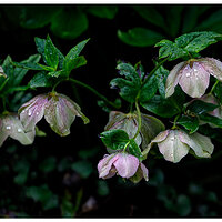 C5D4_HelleborusOrientalis032524.jpg