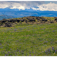 C5D2_BalsamrootLupines051909.jpg