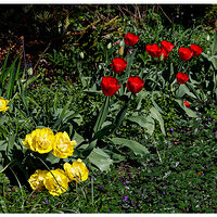 C5D4_Tulips040224-2.jpg