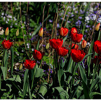 C5D4_Tulips040224.jpg