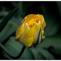 C5D4_AkebonoTulip040824.jpg