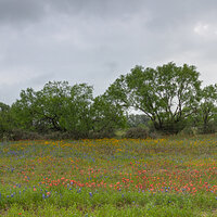 LRCC_sRGB_TexasWildflowers-Pano_TAP19214_5_6.jpg