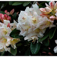 C5D4_RainyRhodie041224.jpg