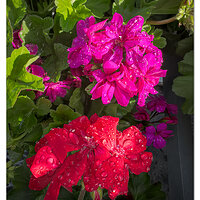 i15P_LinearGeraniums041224.jpg