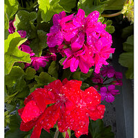 i15P_NonLinearGeraniums041224.jpg