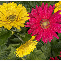 i15P_MissDaisyFM041224.jpg