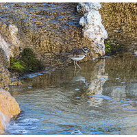C5D4_WW-KillDeer091918.jpg