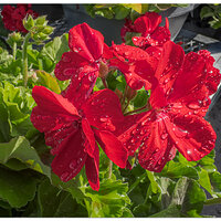 i15P_FMGeraniums041224.jpg