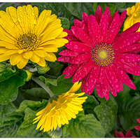 i15P_MissDaisyFM041224-3.jpg