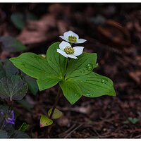 C5D4_CreepingDogwood042624.jpg