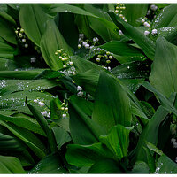 C5D4_LilyOfValley042724.jpg