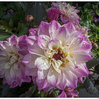 i15P_FMDahlia042924-1.jpg