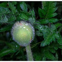 C5D4_PoppyBud050224.jpg