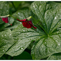 C5D4_RTrillium050224.jpg