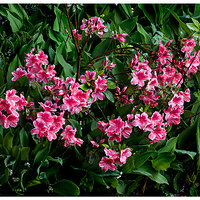 C5D4_Azalea050224-1.jpg